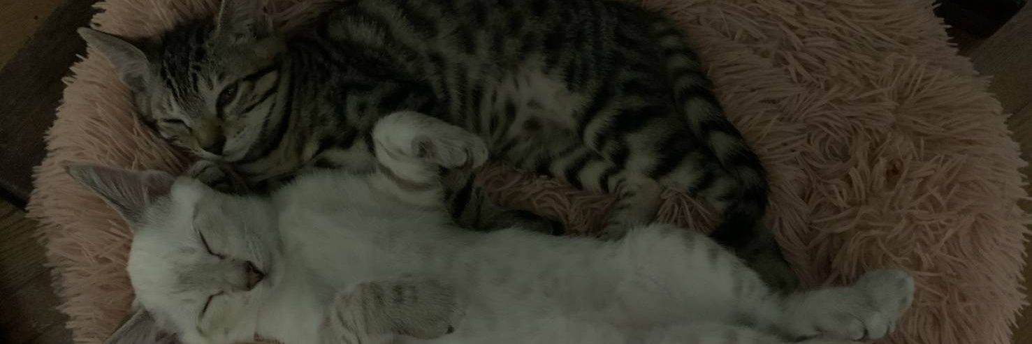 俺はくどしん@Re.Re's banner