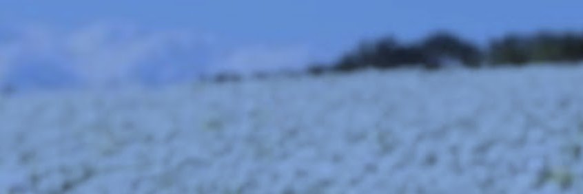 FLOWER's banner