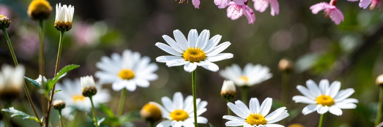 RottenxDaisy's banner