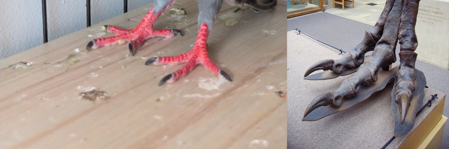 alex 🕊️ 🦖's banner
