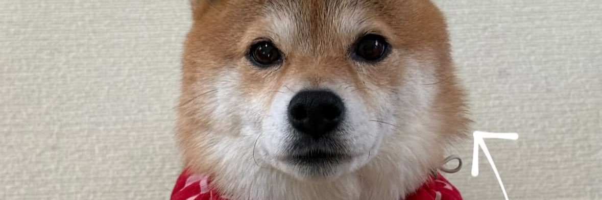 しばいぬ🐶ྀི🩵@アナスロ調査班's banner