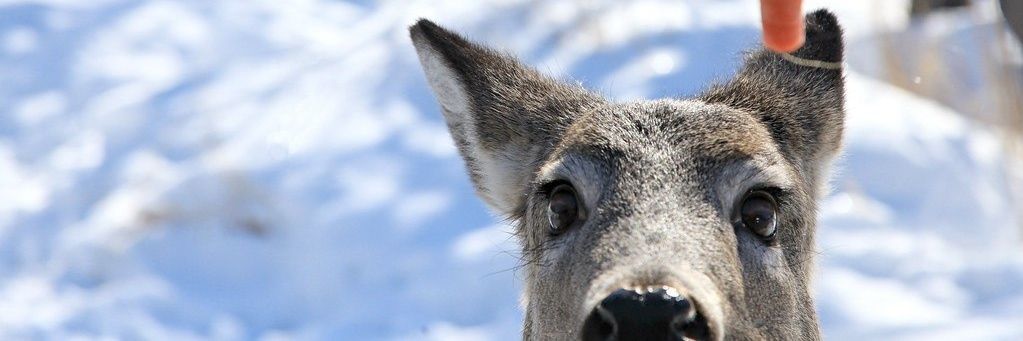Deerposts's banner