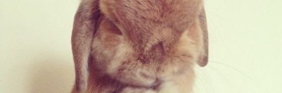 apple Bunny's banner