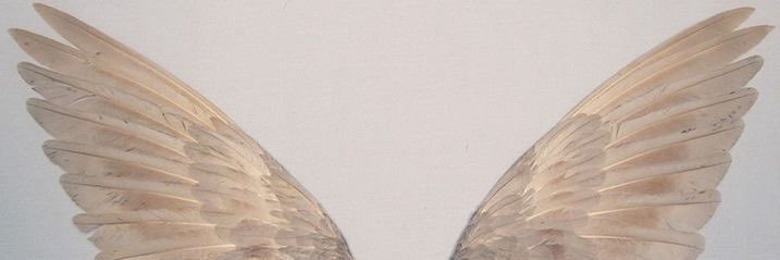 atticus's banner