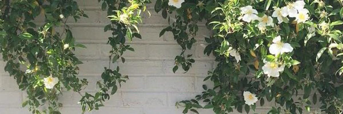 sara's banner