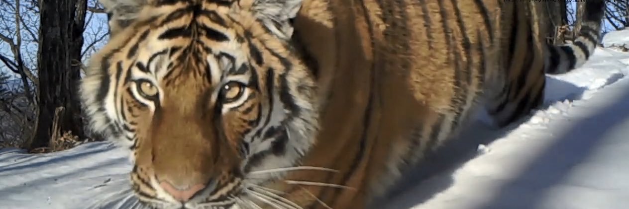 SiberianTigerSpotter's banner