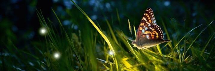 Zinnia_28's banner