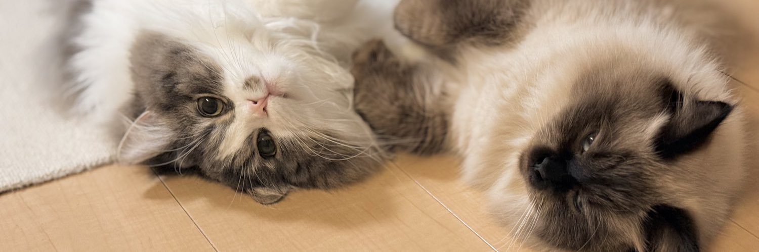 たおとるね🐾's banner