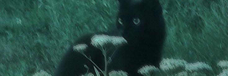 204's banner