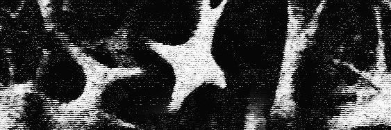 ɐsᥲᥒ𝗍ᥱ's banner