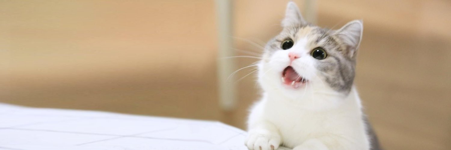 MEOW's banner