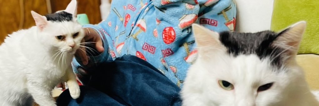おにぎり猫's banner