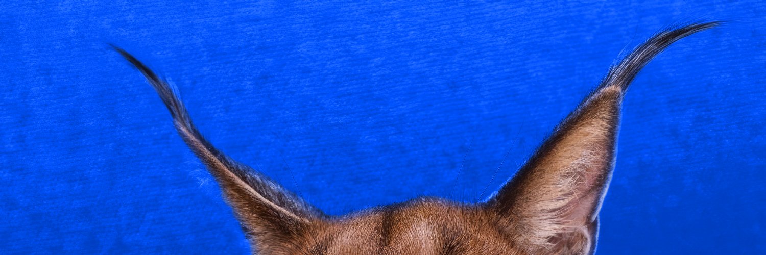 Floppa's banner