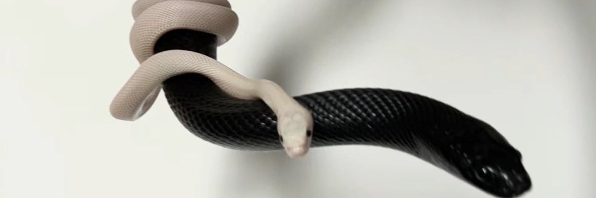 白糖's banner