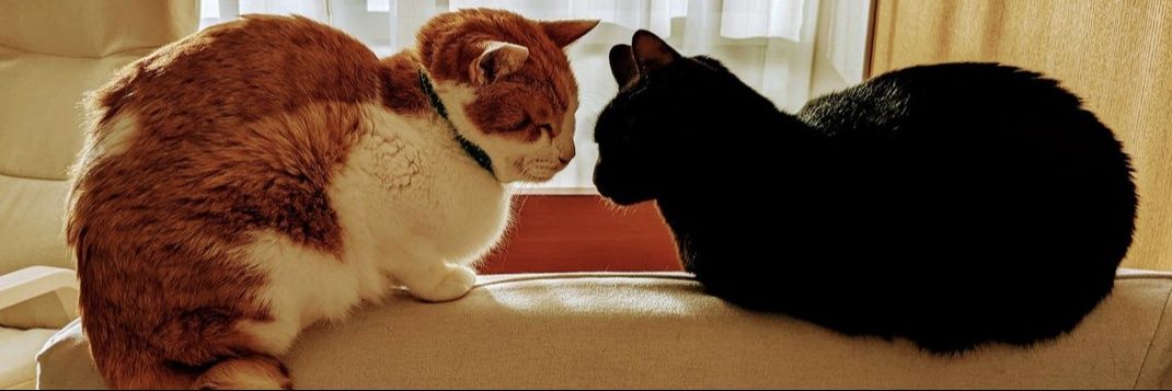 うたはるさり🐈‍⬛🐈🎹時々おそら組🌈's banner