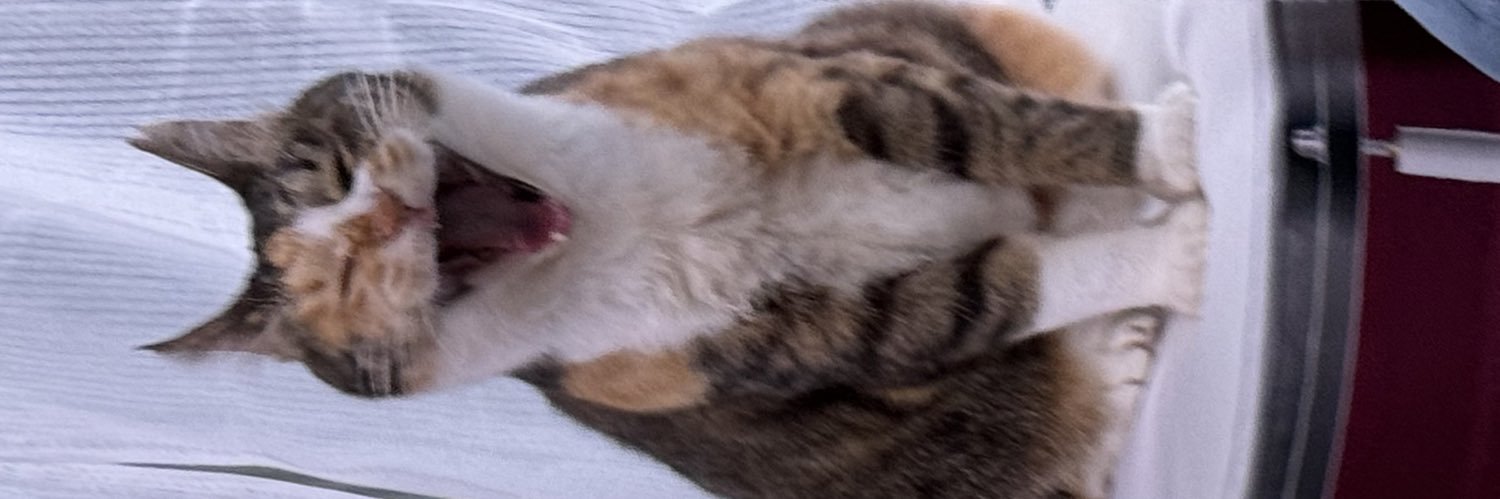 だこちて's banner