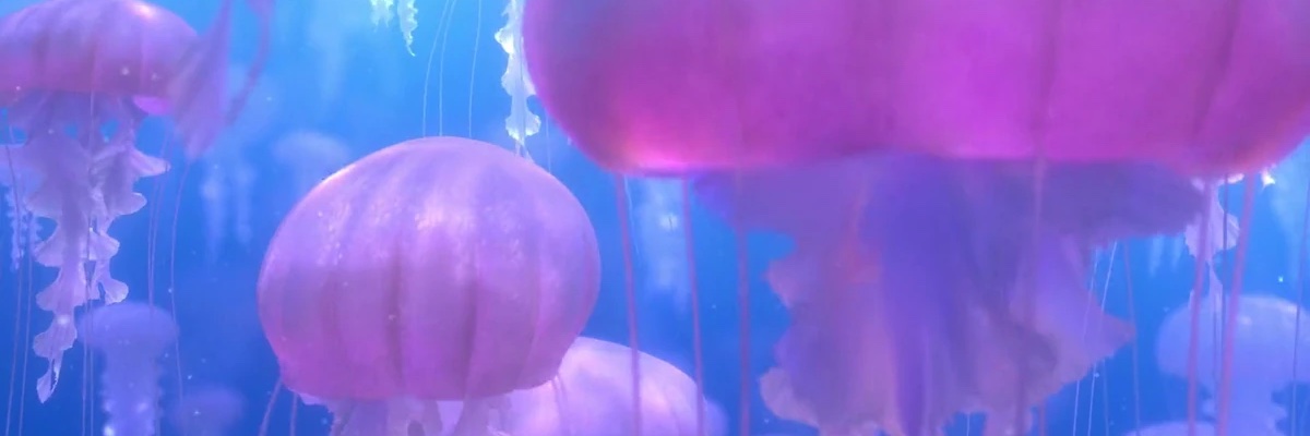 Batsy's banner