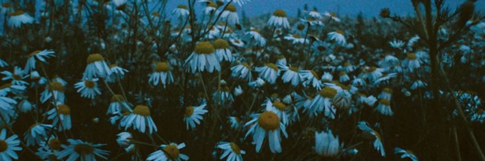 ak's banner