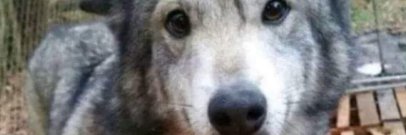 LucQwQ's banner