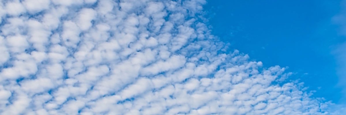 ㊙️神速のタぬき㊙️'s banner