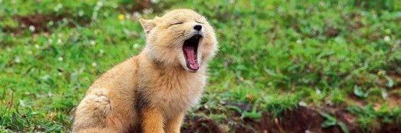 Somi Fox's banner