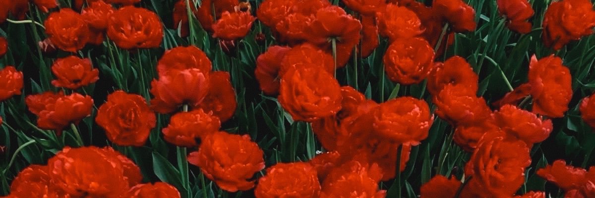 𝘔𝘌𝘎𝘚 ❀'s banner