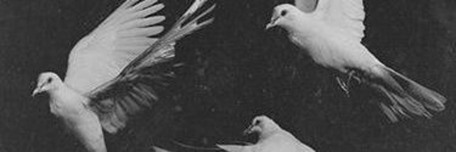 βasil▐┛🐦‍🔥's banner
