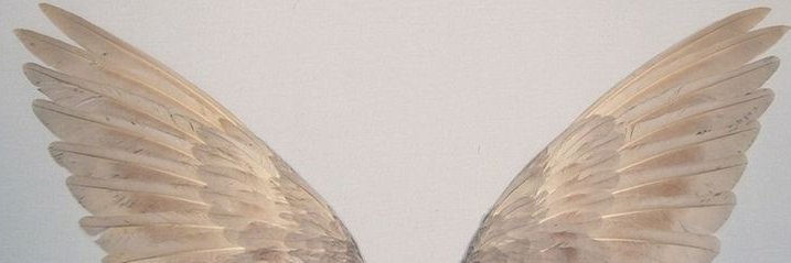 azraiiii🦢's banner