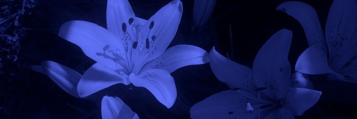 𝒦𝒶𝓎𝓎's banner
