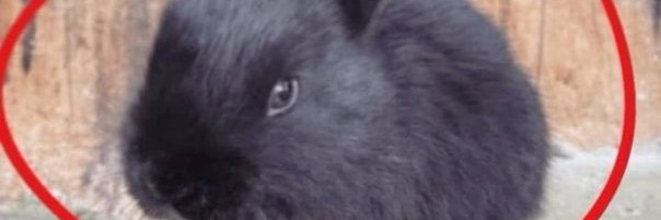 nekokita (nekokitaonyoutubetwt) YOUTUBER!!!!'s banner
