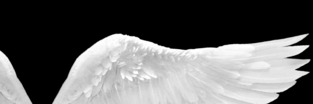 𝑾𝒊𝒏𝒈𝒔.'s banner