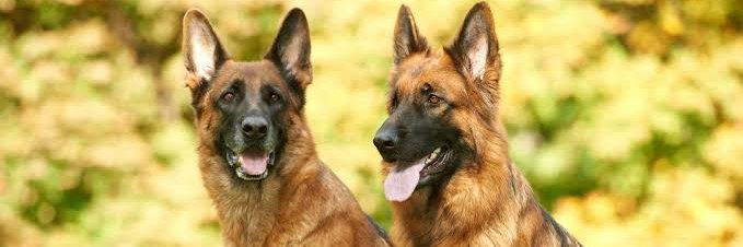 German Shepherd's banner