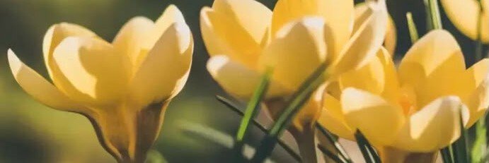 BELLA bella🏳️‍⚧️⚧️'s banner