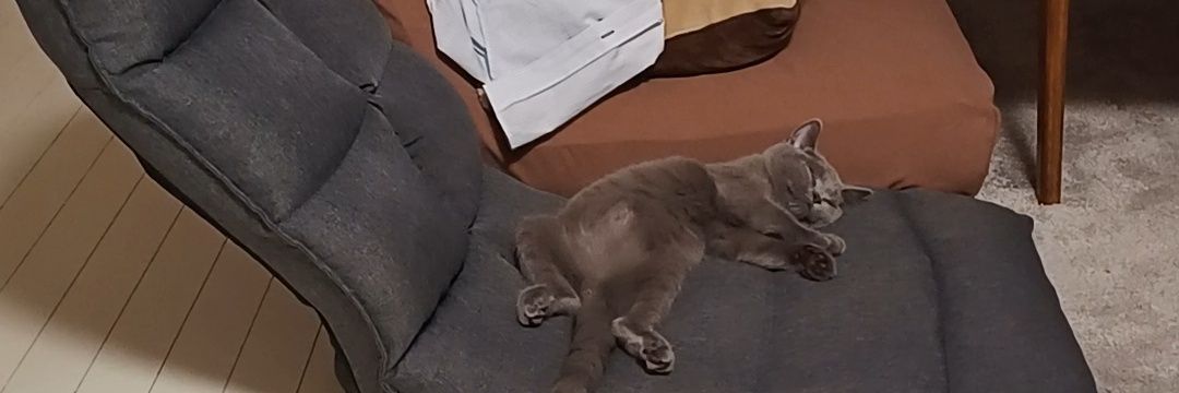さすけと3人暮らし🐈‍⬛🐾🎶's banner