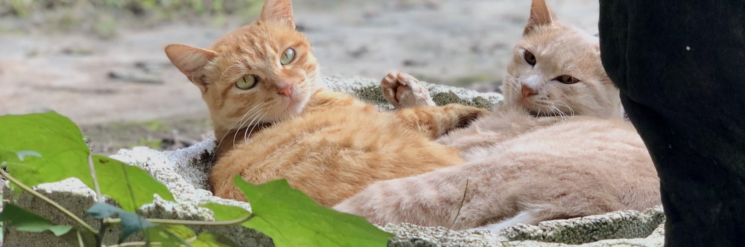 熊猴淫液厅's banner