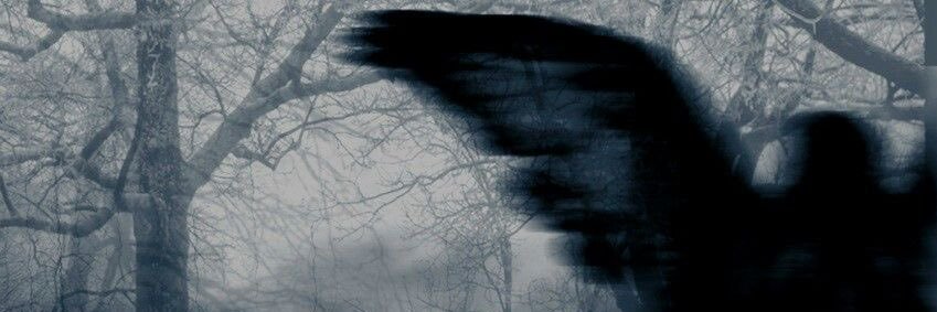 vera ‎🪼's banner