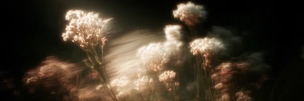 astrid 💫🧚🏻‍♀️'s banner