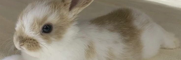 casey Bunjester! - (comisiones abiertas)'s banner