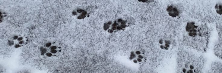 Puppi 🐾🦴's banner
