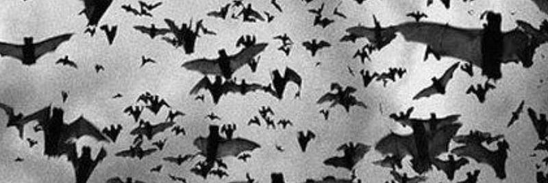 michael 🦇 18+'s banner