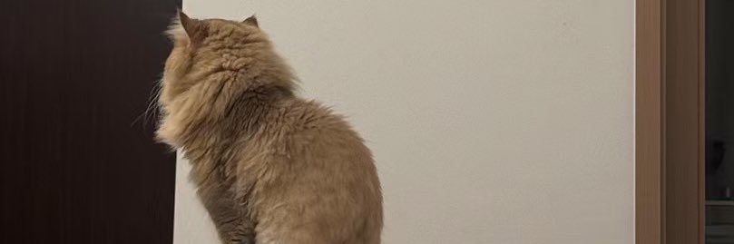 琪's banner