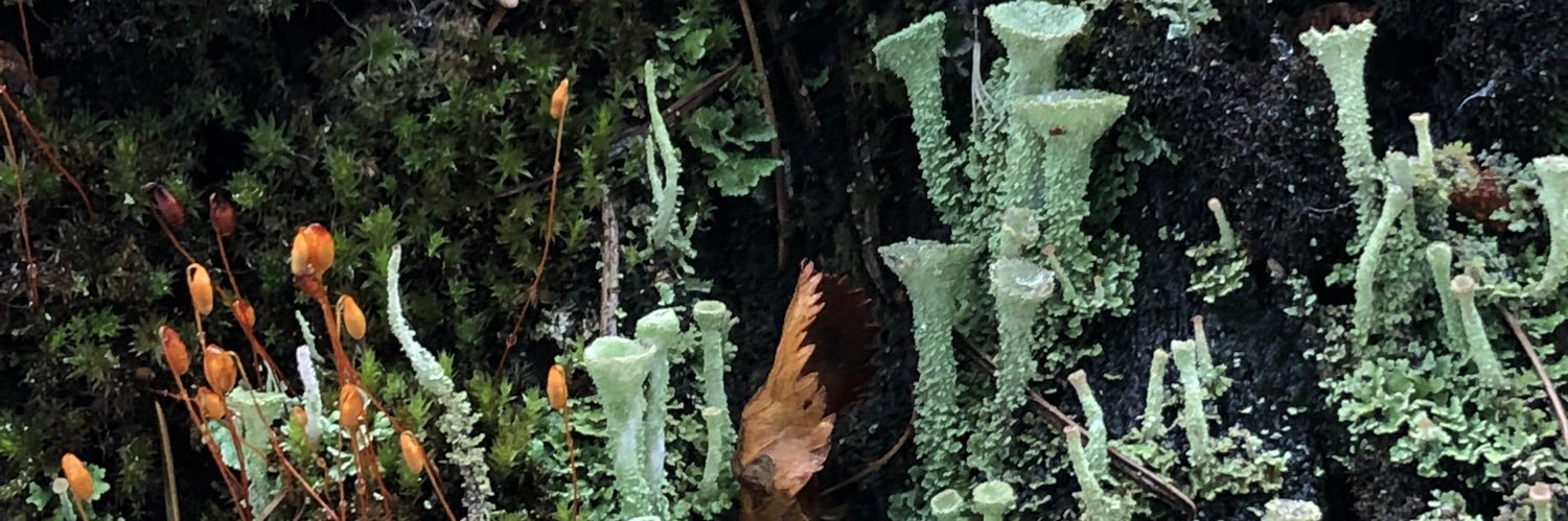 ᥣᧉ᩠݂࣭݂֗ꪱׅ࣪ƒ֗🍂's banner