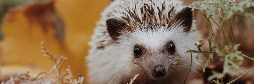Hedgehog Told 🍊,💊'$IFR 🔜''s banner