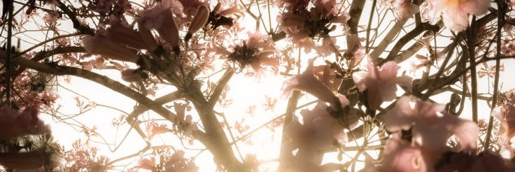 LVJ ☕︎'s banner
