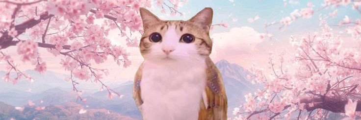 ₍^. .^₎⟆'s banner