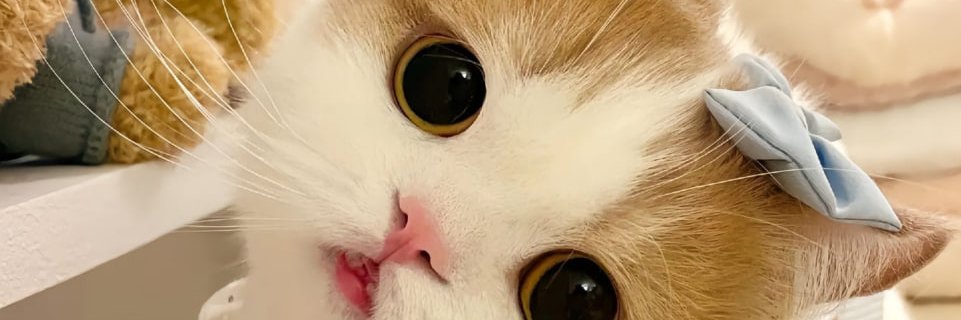น้องน้ำมนต์😋's banner