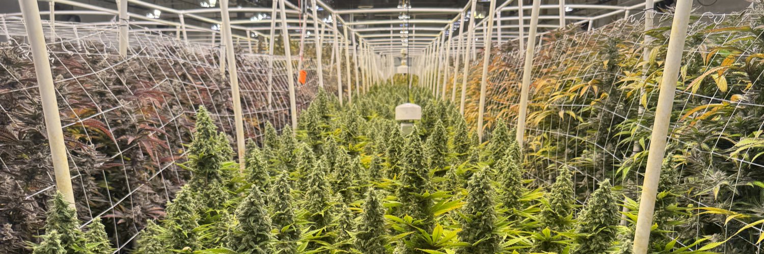 Cannabis of wonder 大麻グロワー's banner