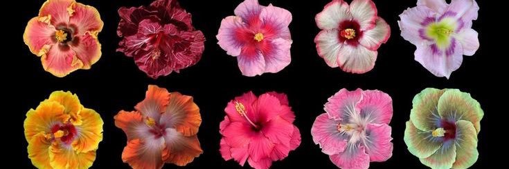 Princess♡ྀི🎀🌺's banner