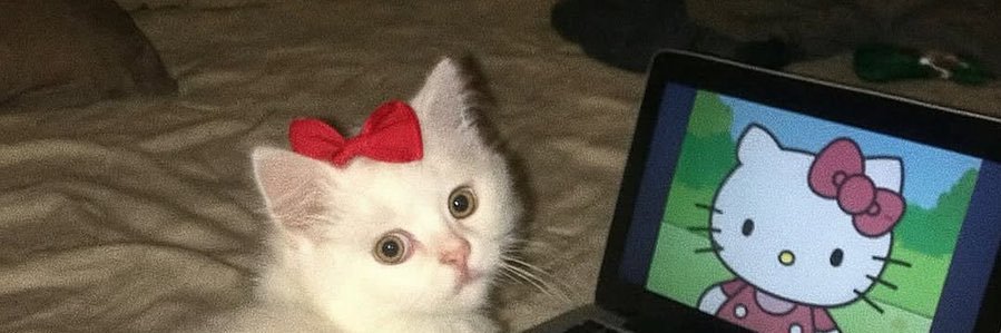 cutest kittens's banner