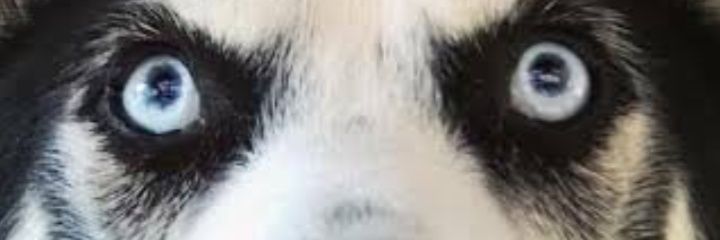 ⭐️🐶กลุ่มดาวหมา🐺⭐️'s banner